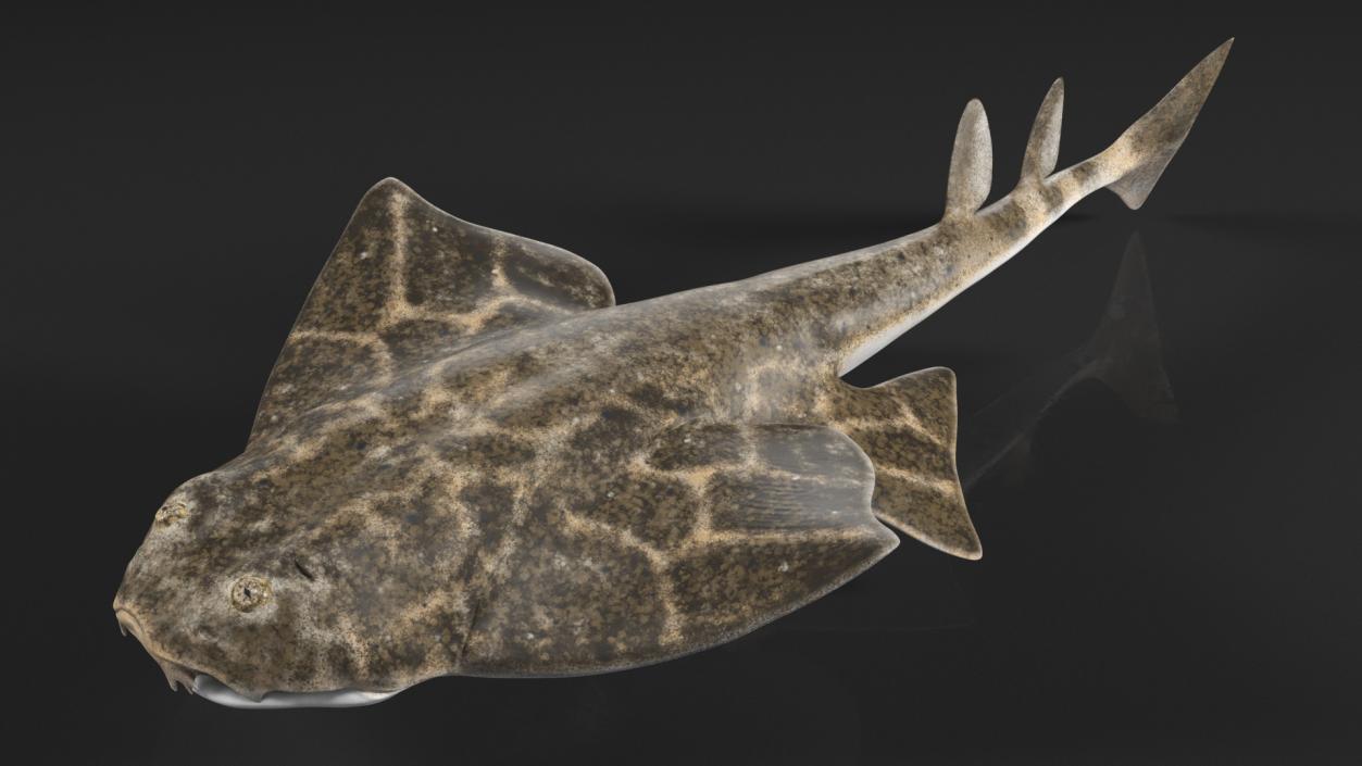 3D model Angel Shark Swimming Pose