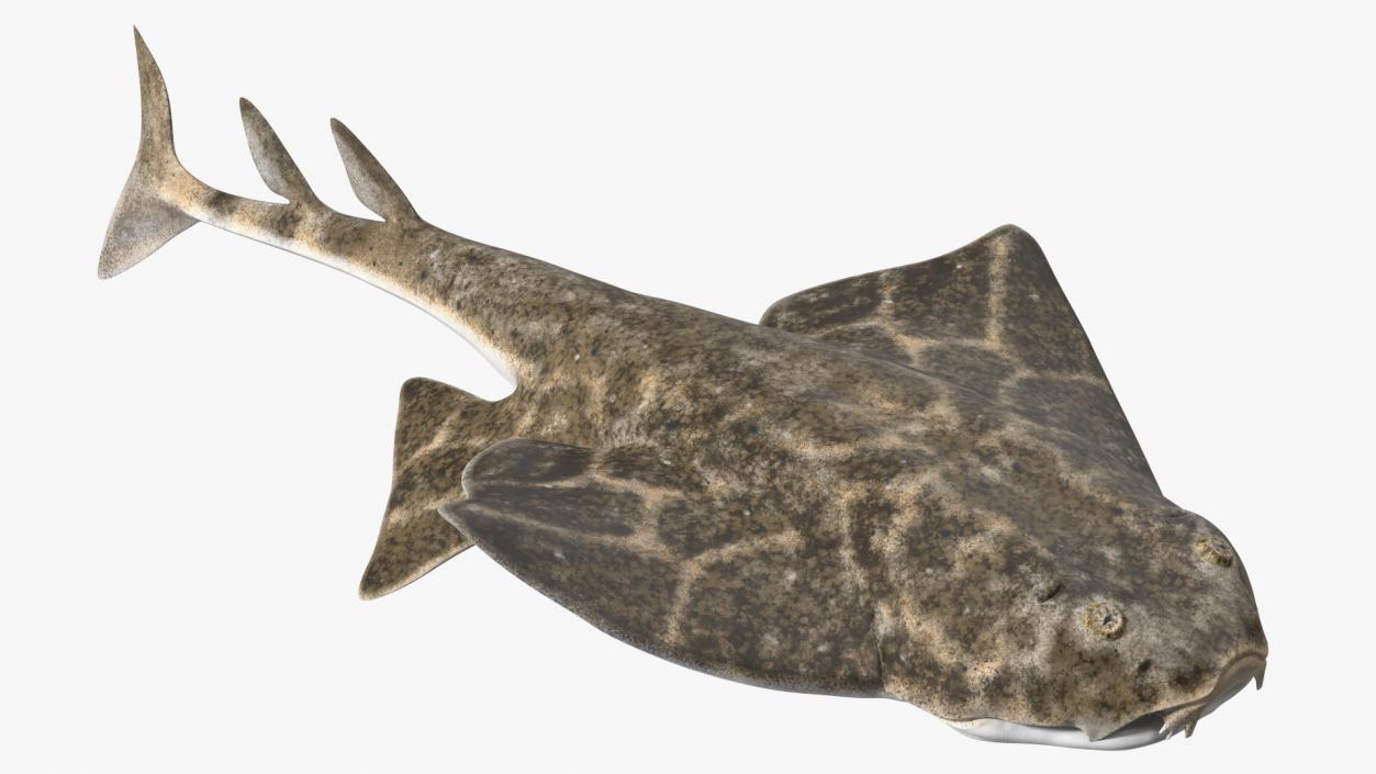 3D model Angel Shark Swimming Pose