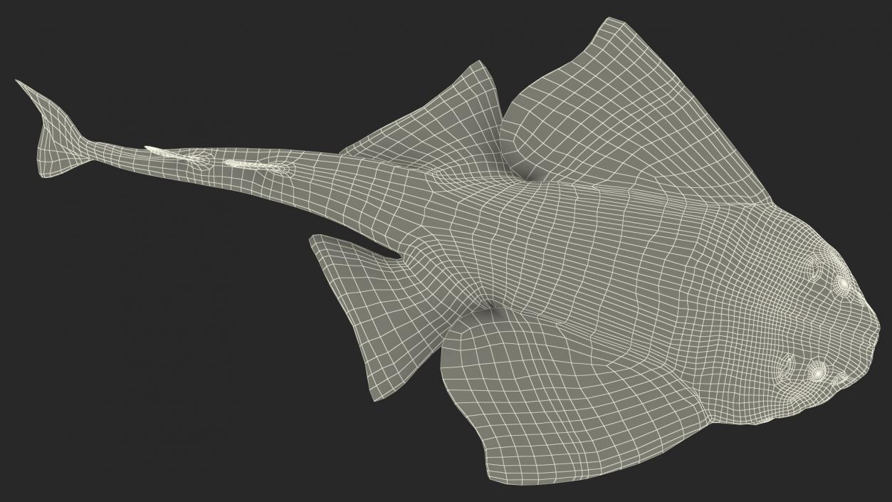 3D model Angel Shark Swimming Pose