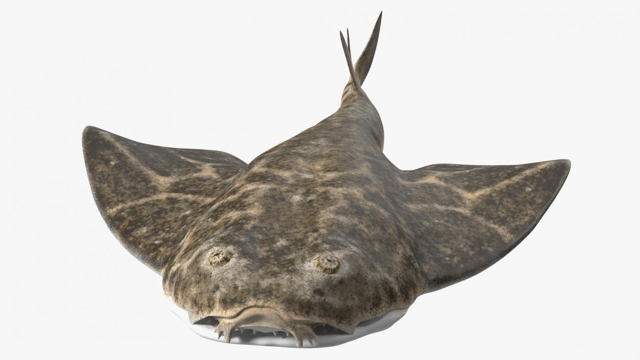 3D model Angel Shark Swimming Pose