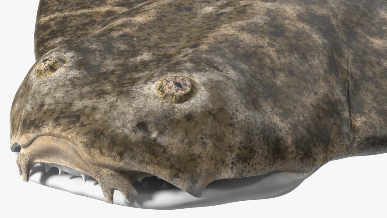 3D model Angel Shark Swimming Pose