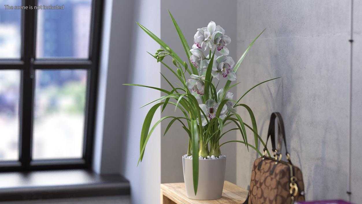 3D Orchid Pot White