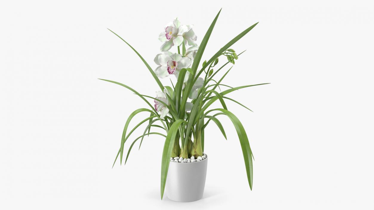 3D Orchid Pot White