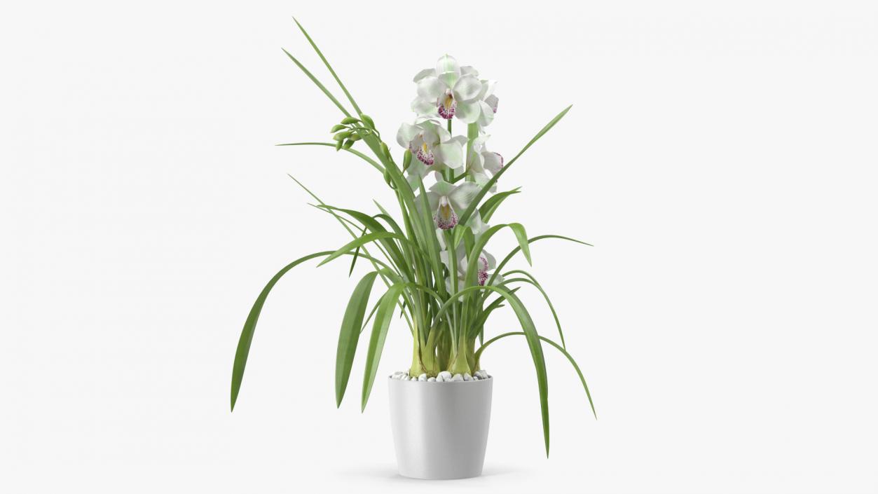 3D Orchid Pot White