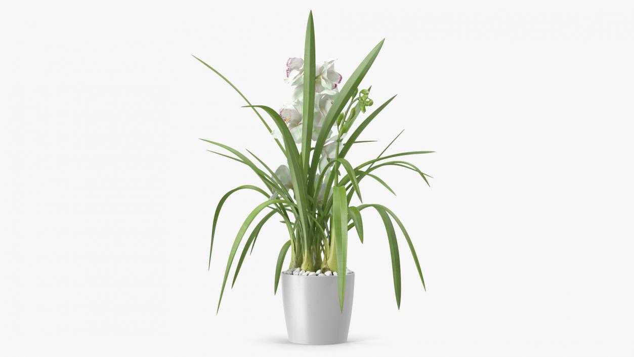 3D Orchid Pot White