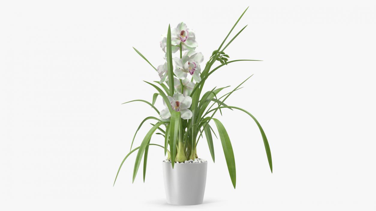 3D Orchid Pot White