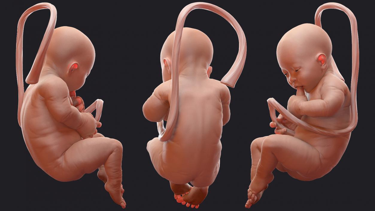 Baby Boy at 38 Weeks Rigged 3D