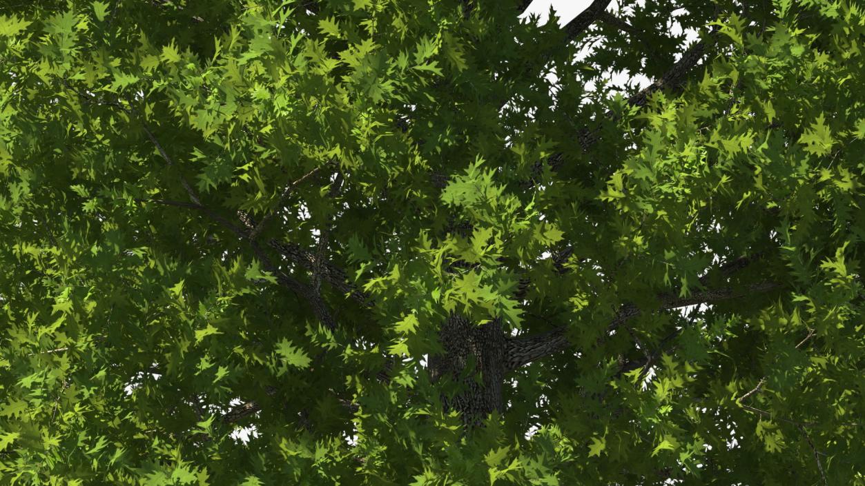 3D Realistic Oak Tree model