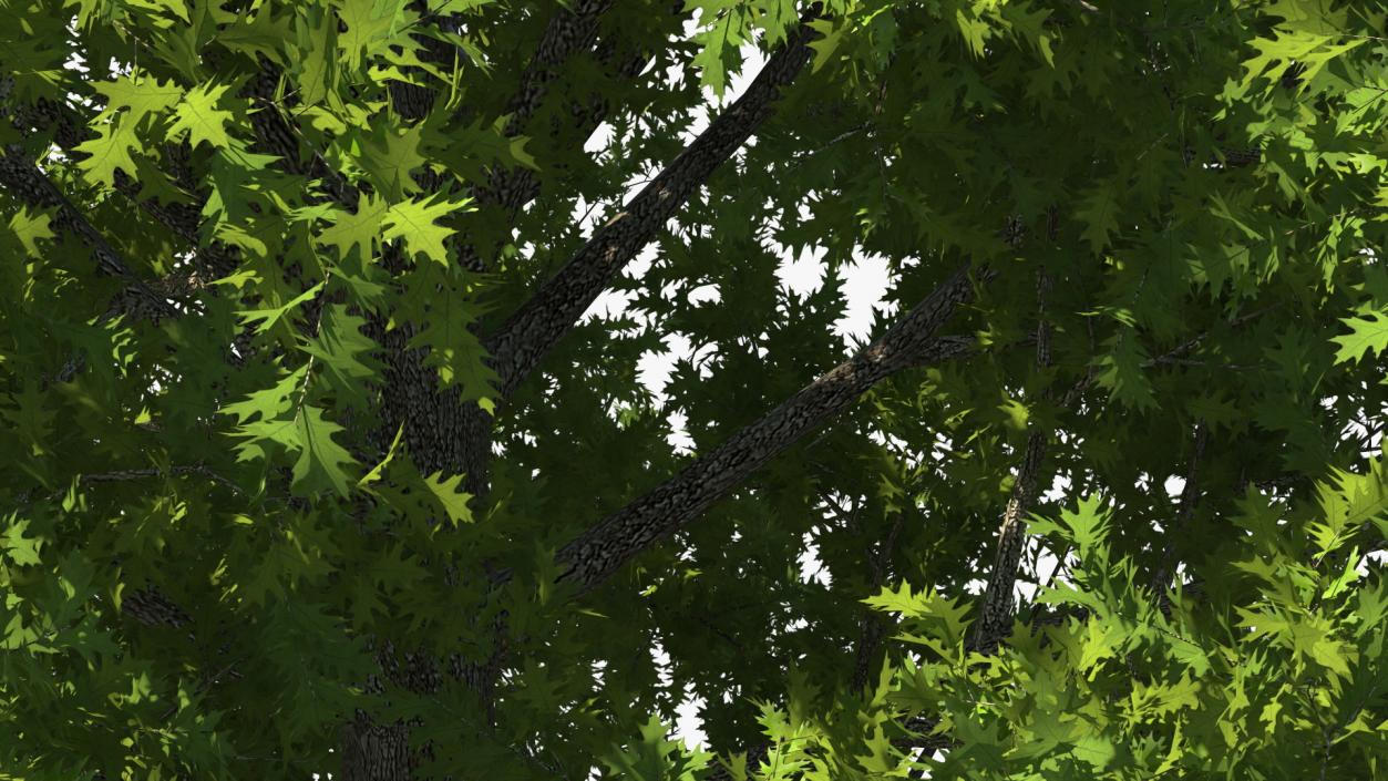 3D Realistic Oak Tree model