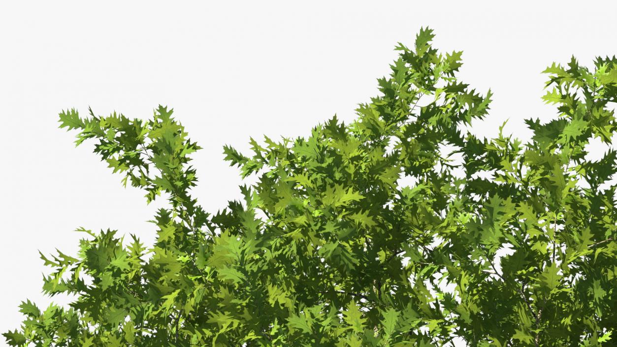 3D Realistic Oak Tree model