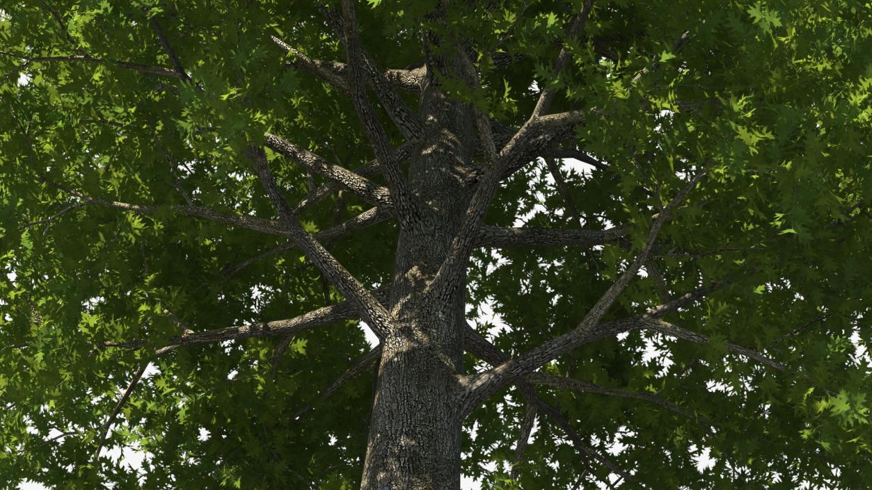 3D Realistic Oak Tree model