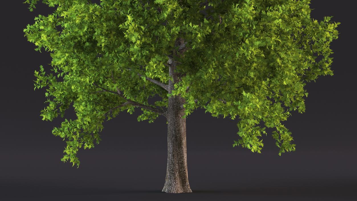 3D Realistic Oak Tree model