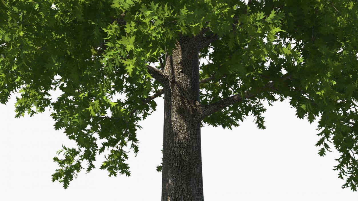 3D Realistic Oak Tree model