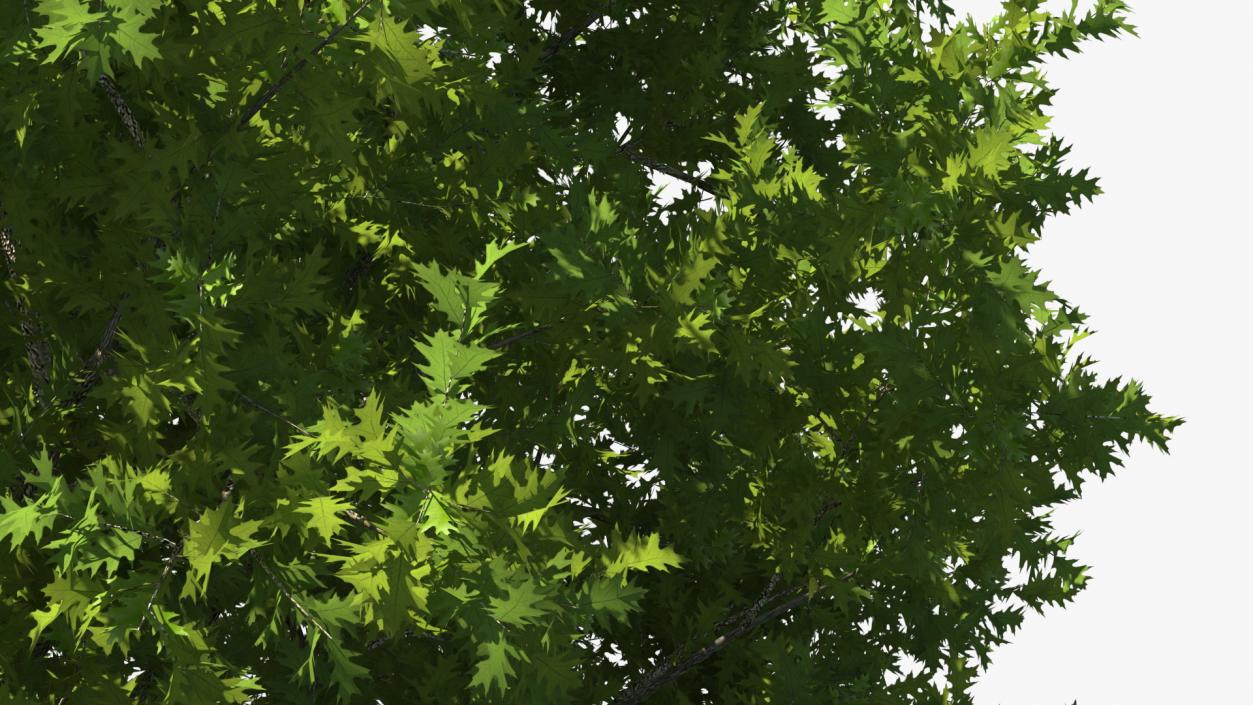 3D Realistic Oak Tree model