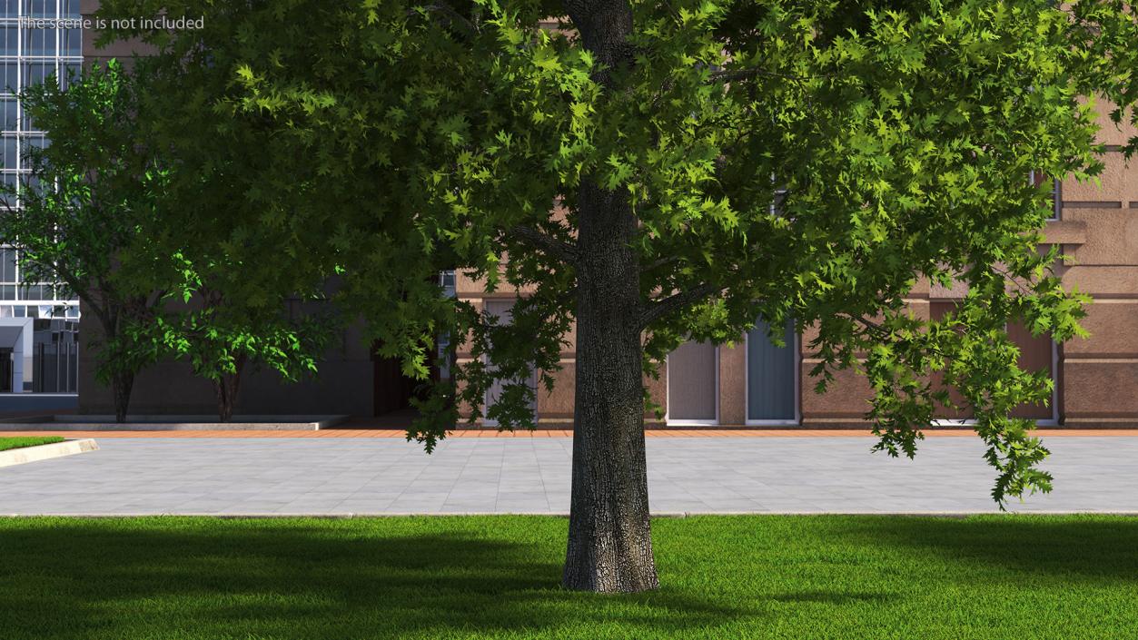 3D Realistic Oak Tree model