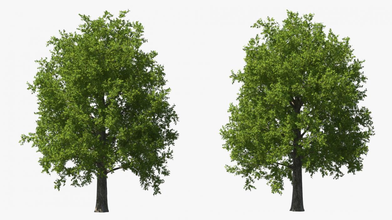 3D Realistic Oak Tree model