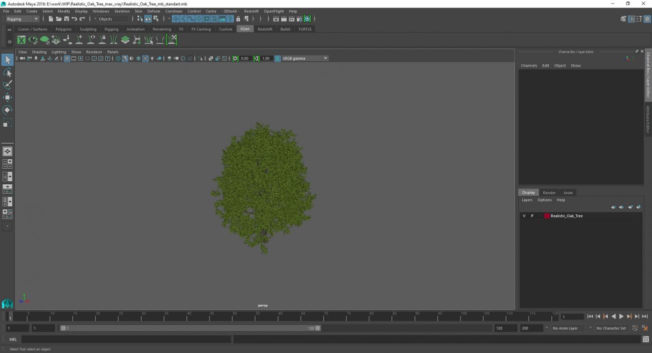 3D Realistic Oak Tree model