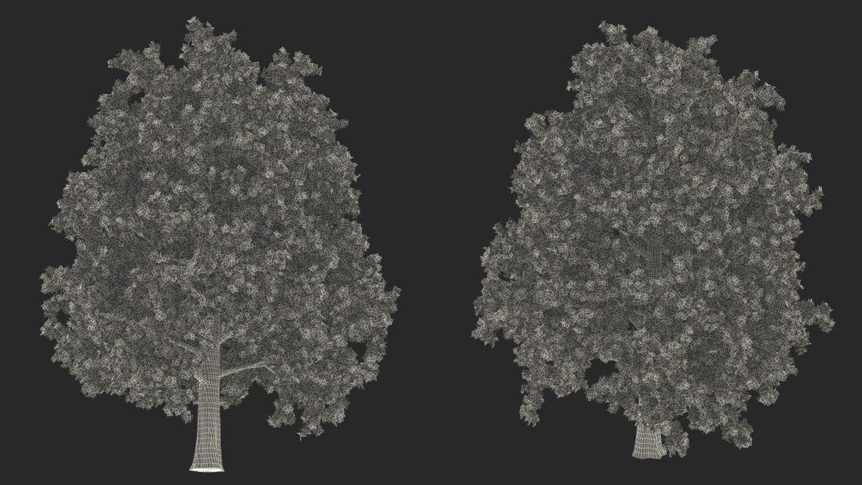 3D Realistic Oak Tree model