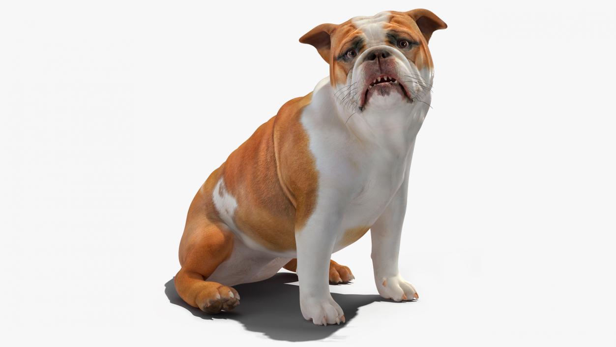 3D Bulldog Sitting Up model