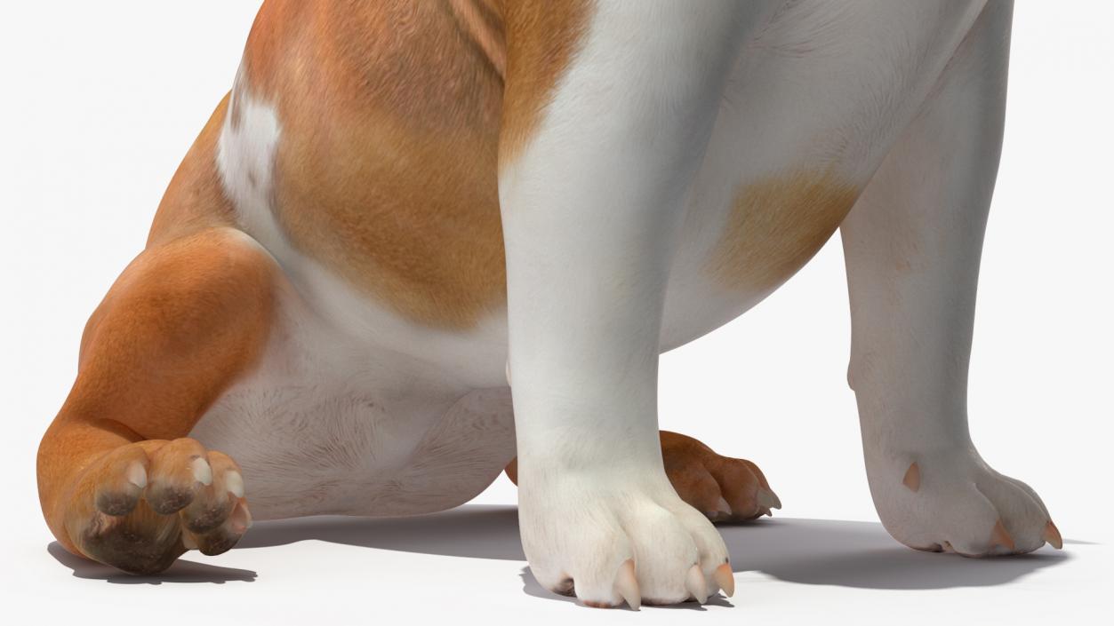 3D Bulldog Sitting Up model