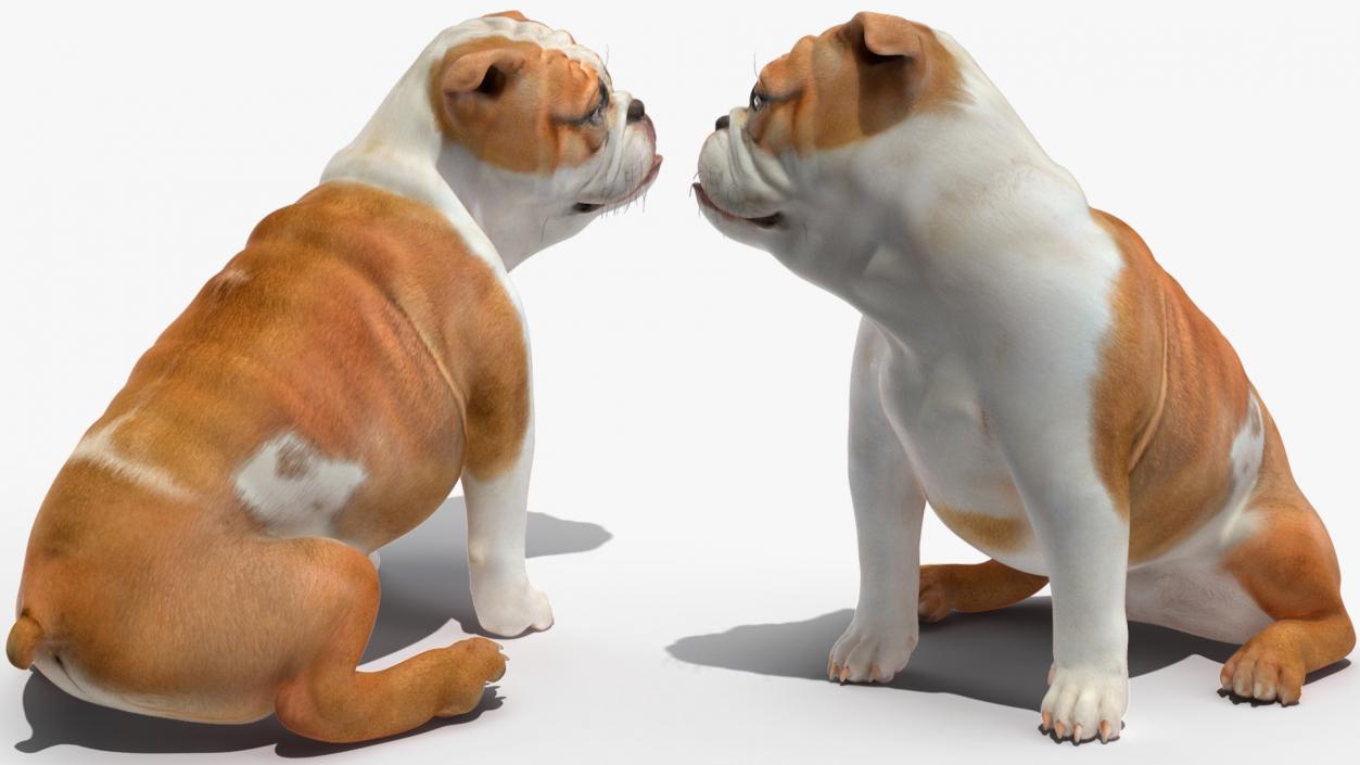 3D Bulldog Sitting Up model