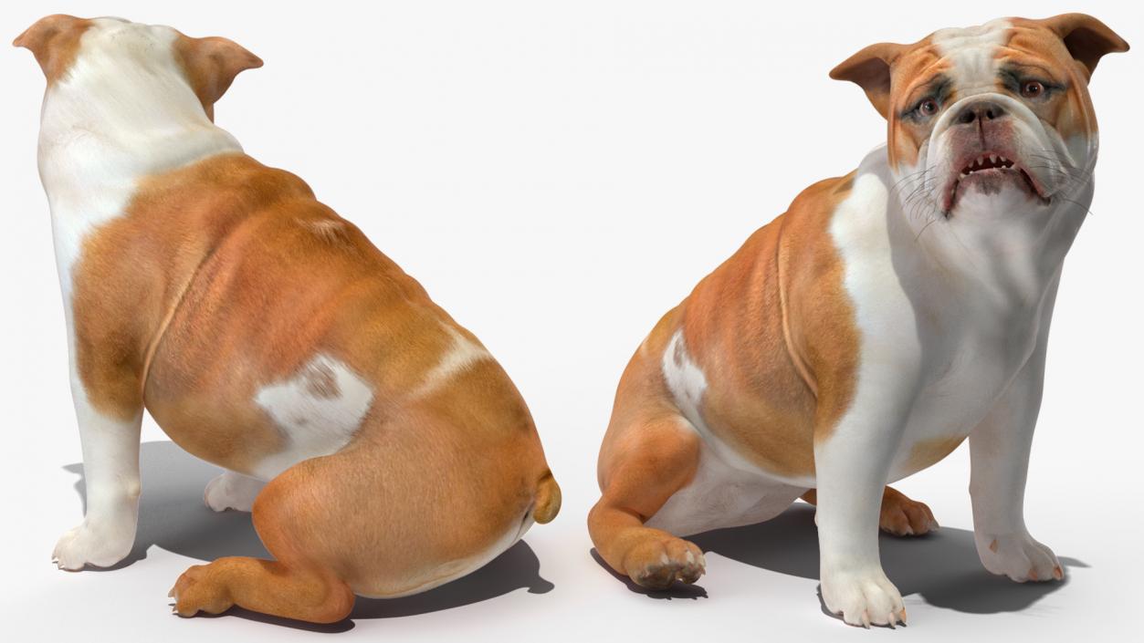 3D Bulldog Sitting Up model