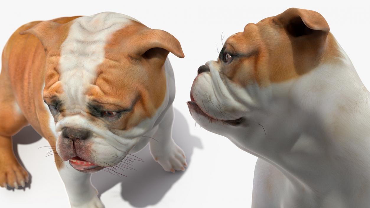 3D Bulldog Sitting Up model