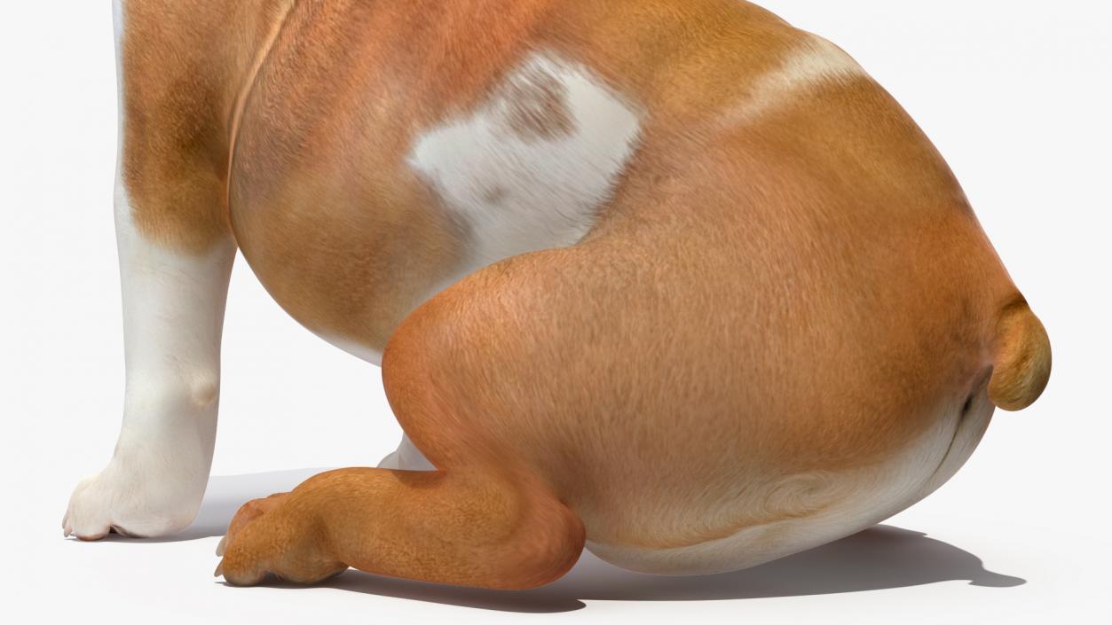 3D Bulldog Sitting Up model