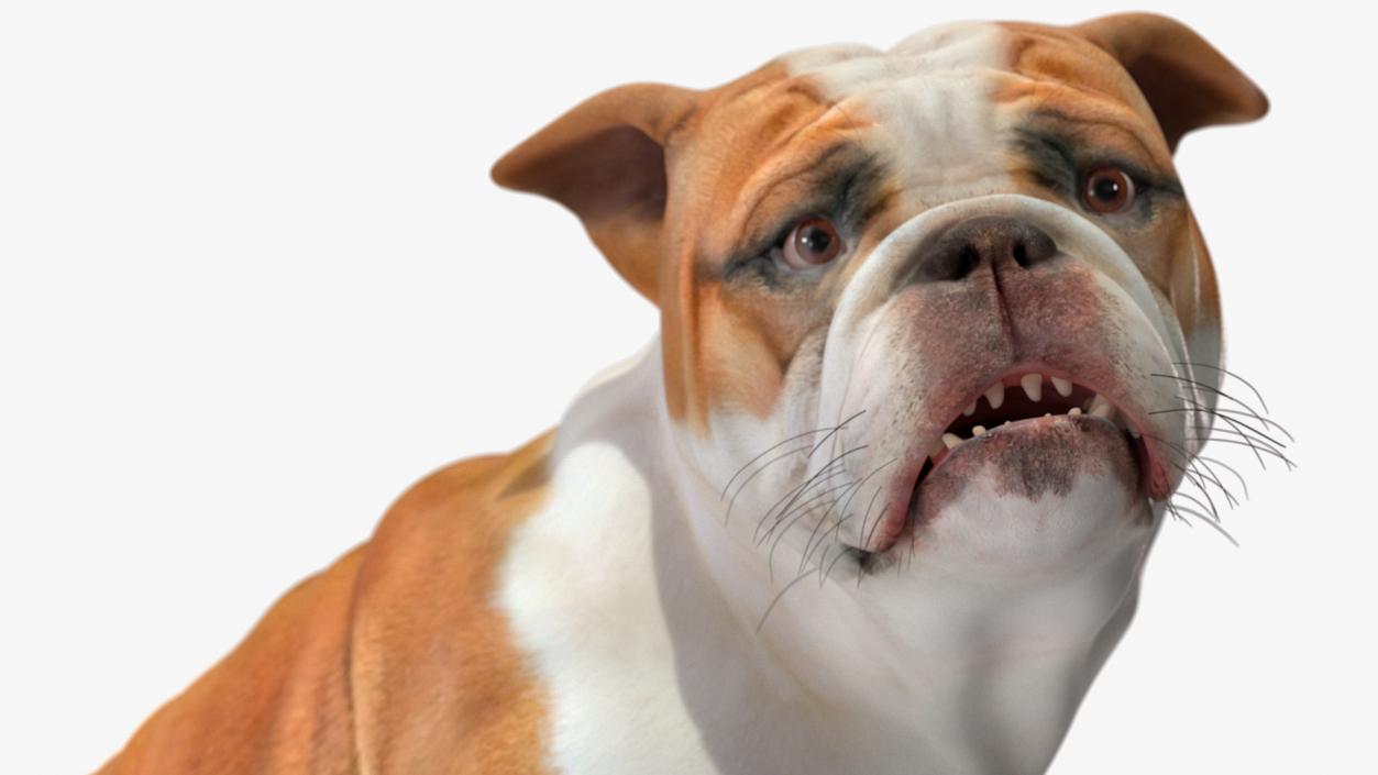 3D Bulldog Sitting Up model