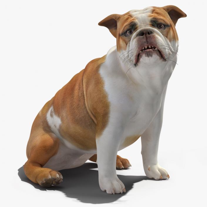 3D Bulldog Sitting Up model