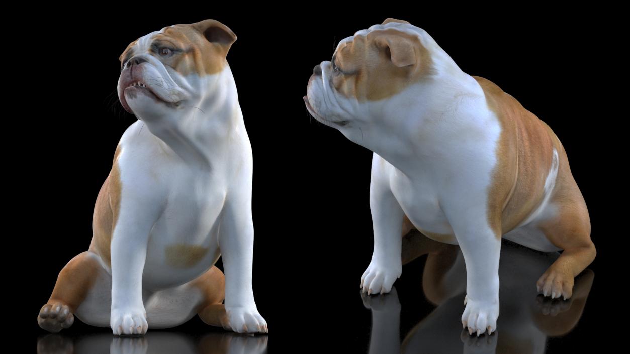 3D Bulldog Sitting Up model