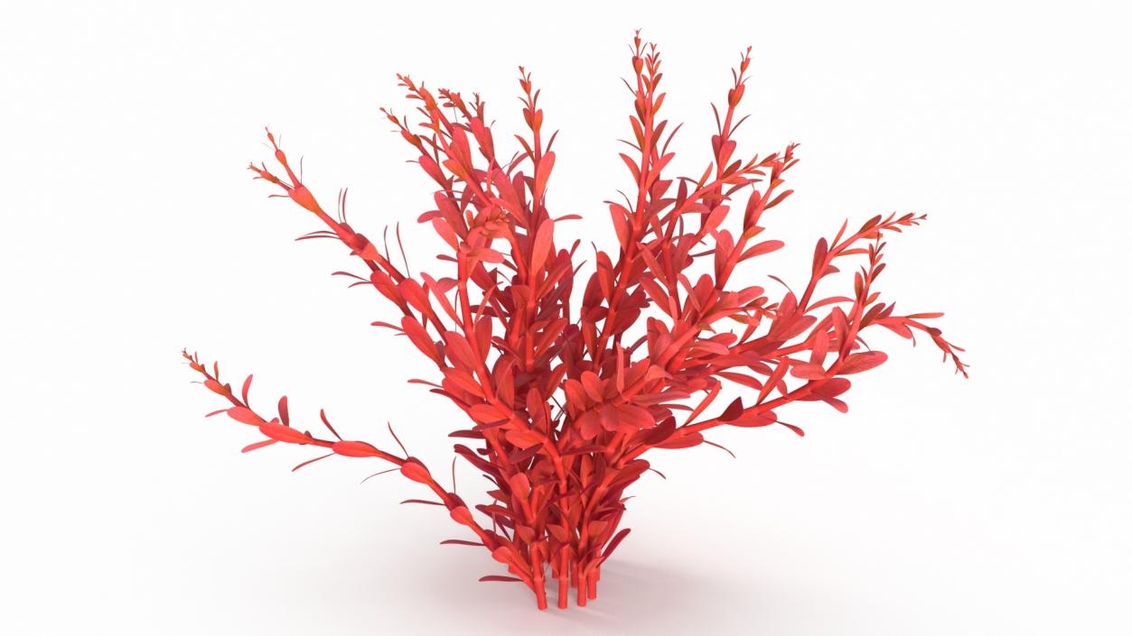 3D model Artificial Rotala Aquatic Plant Red