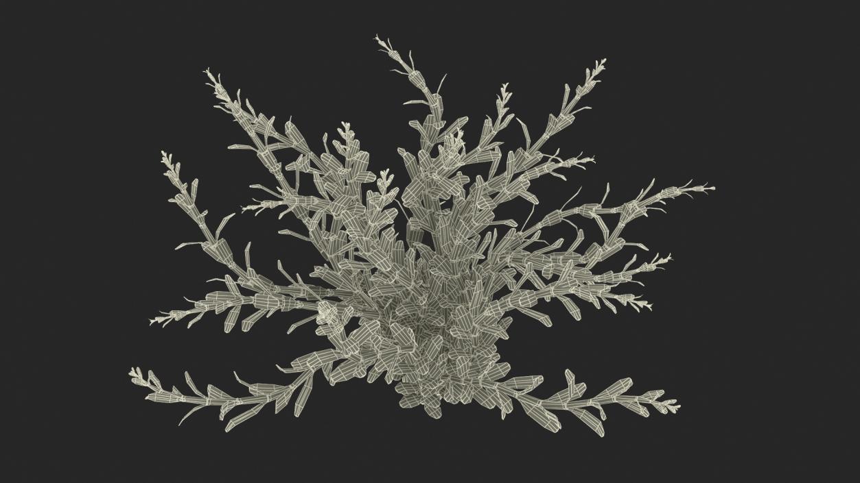 3D model Artificial Rotala Aquatic Plant Red