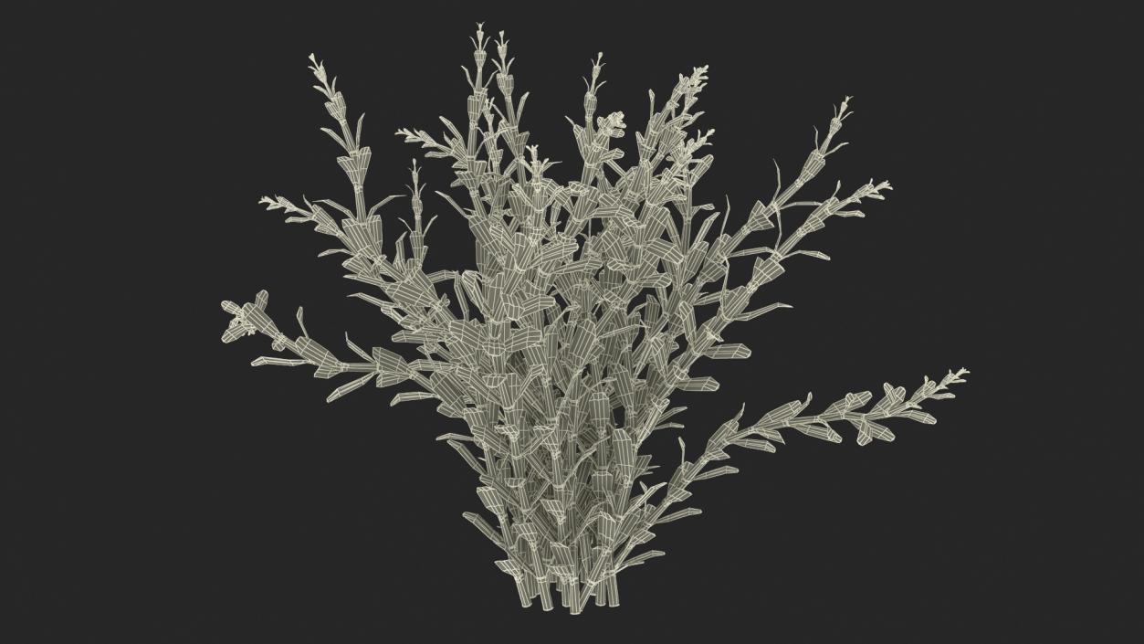 3D model Artificial Rotala Aquatic Plant Red