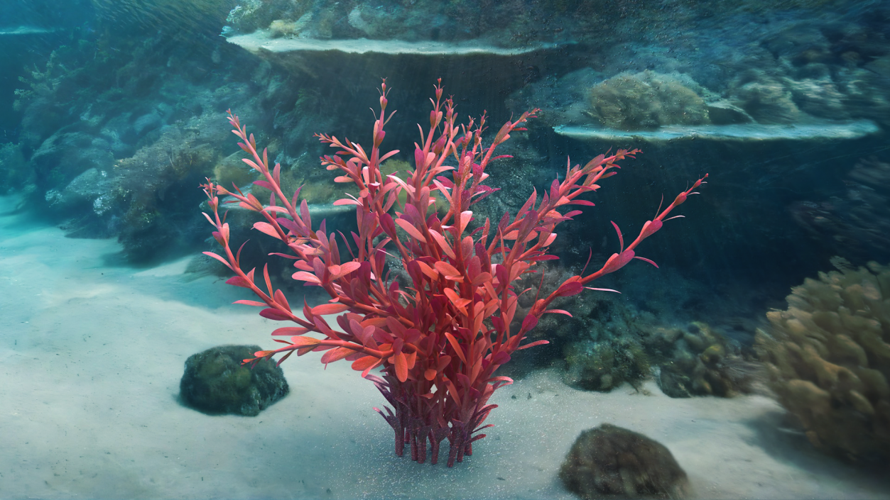 3D model Artificial Rotala Aquatic Plant Red