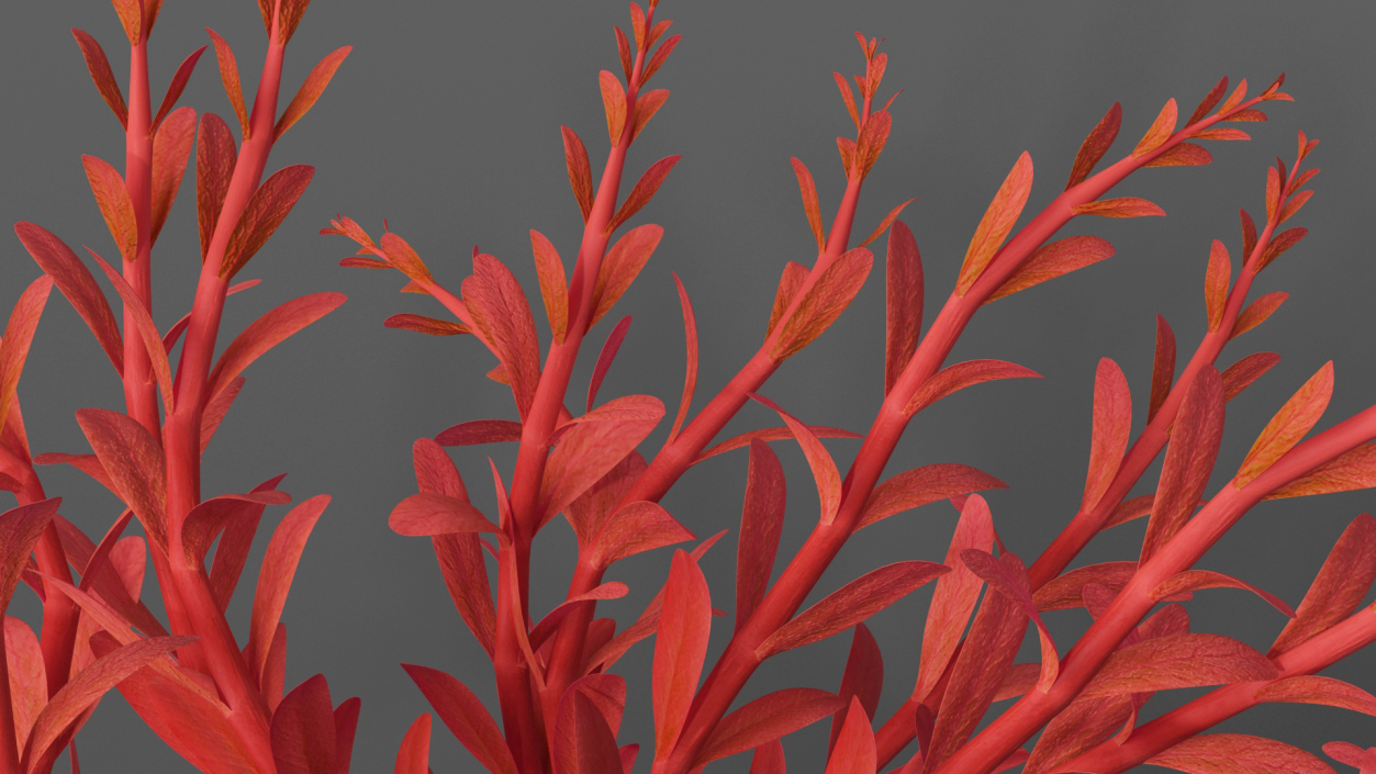 3D model Artificial Rotala Aquatic Plant Red