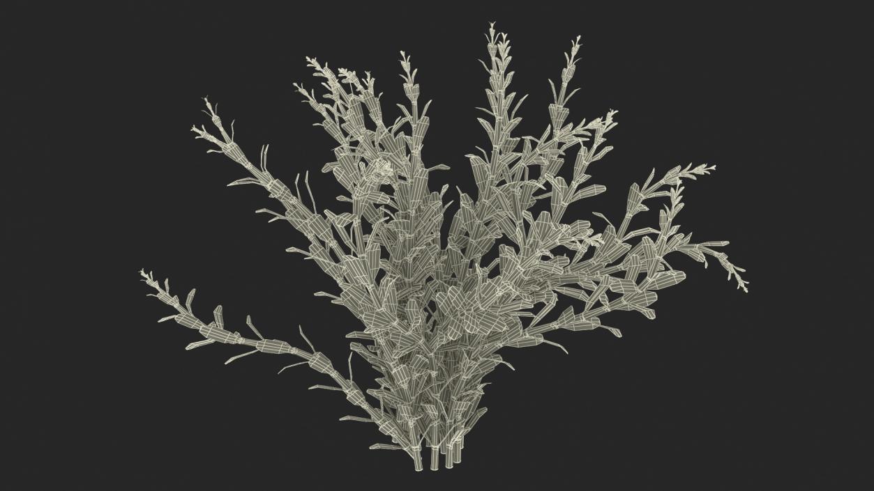 3D model Artificial Rotala Aquatic Plant Red