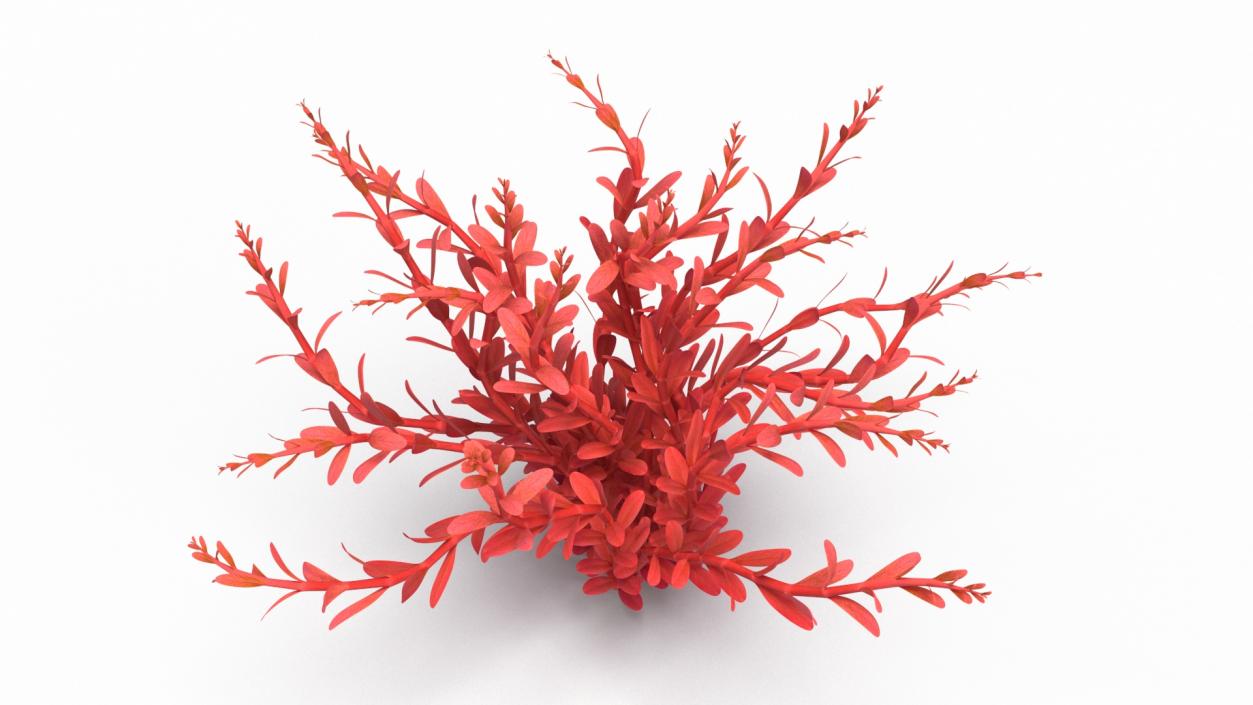 3D model Artificial Rotala Aquatic Plant Red