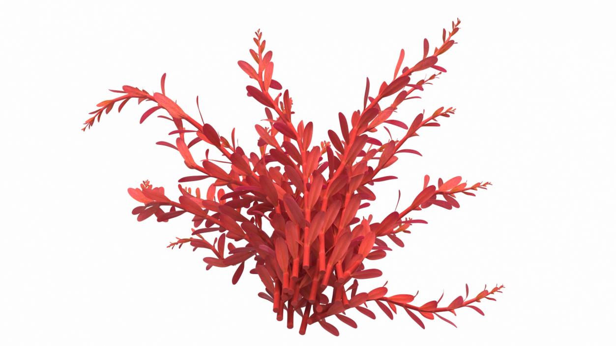 3D model Artificial Rotala Aquatic Plant Red