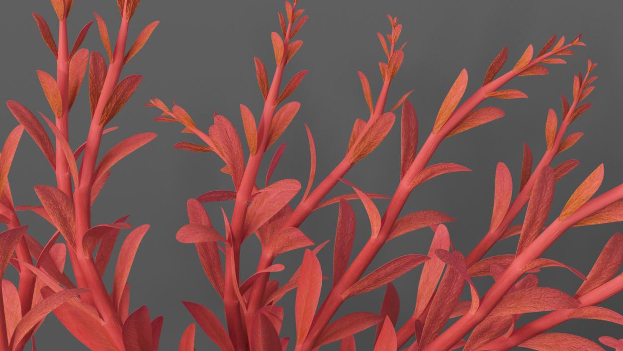 3D model Artificial Rotala Aquatic Plant Red