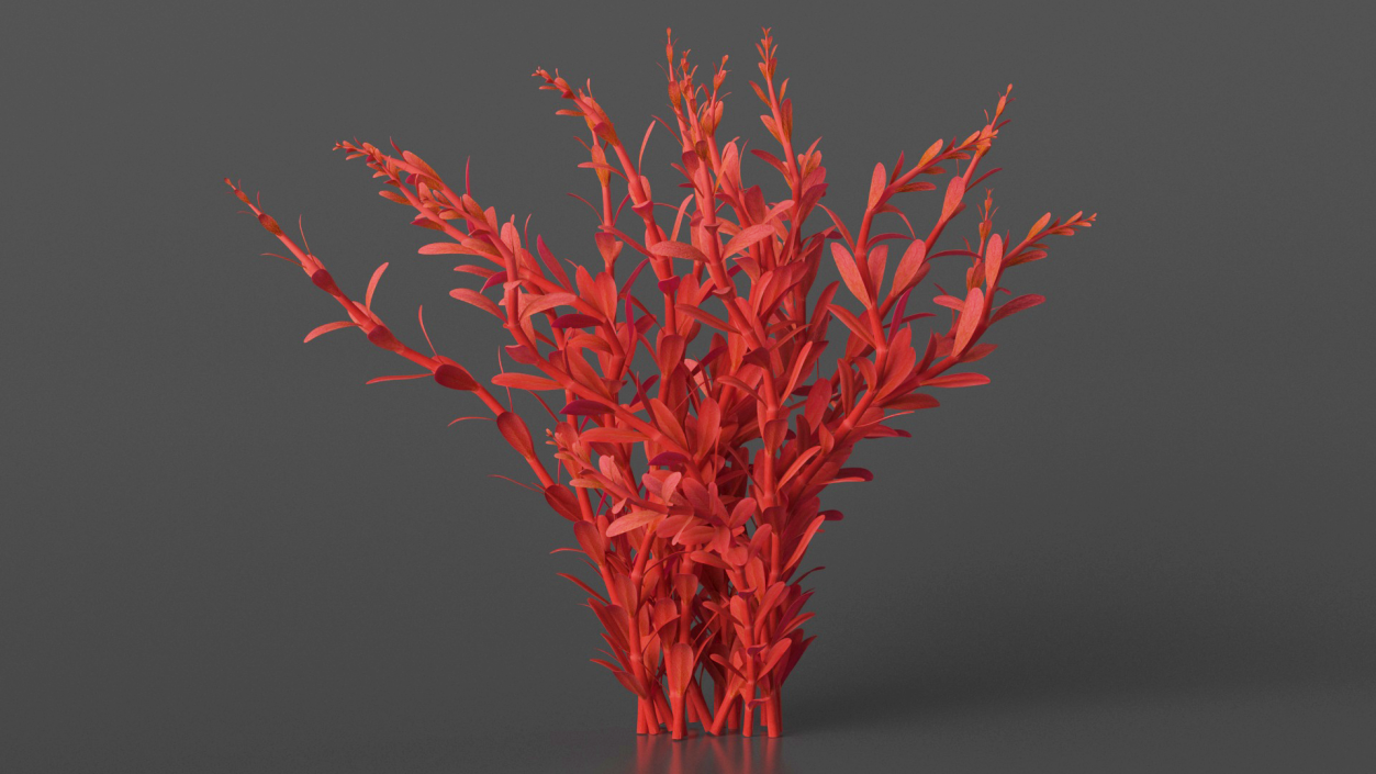 3D model Artificial Rotala Aquatic Plant Red