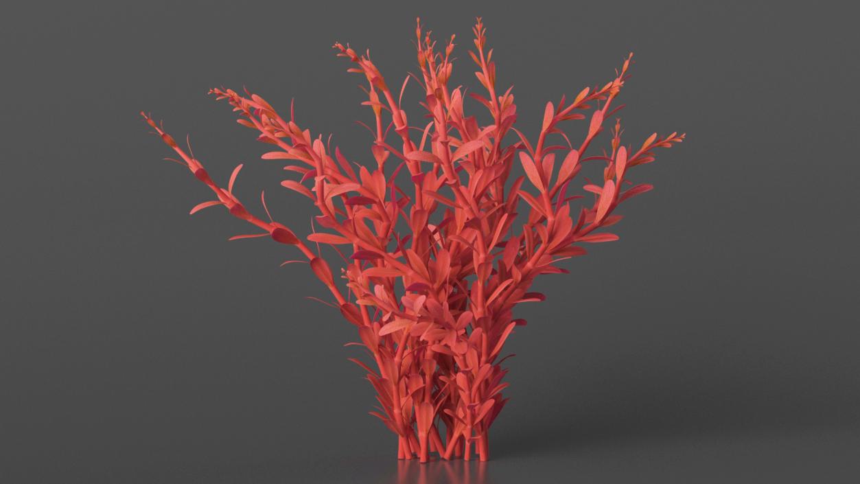 3D model Artificial Rotala Aquatic Plant Red