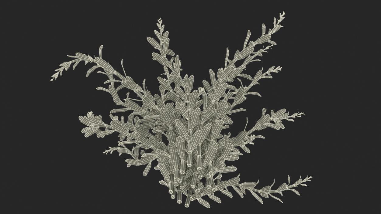 3D model Artificial Rotala Aquatic Plant Red