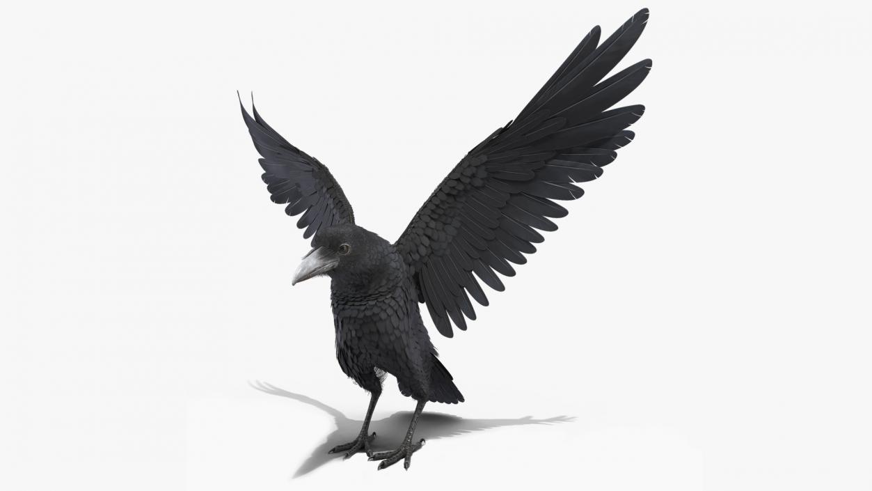 Raven Landing Animated Rigged 3D model