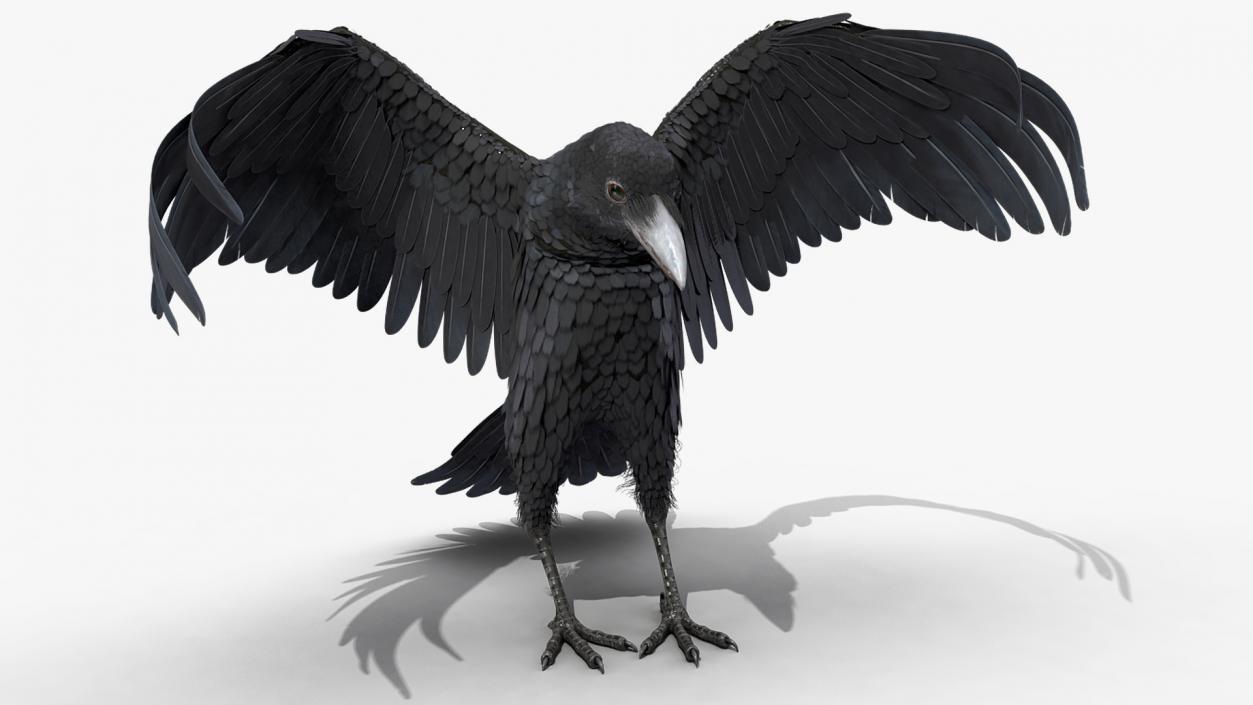 Raven Landing Animated Rigged 3D model