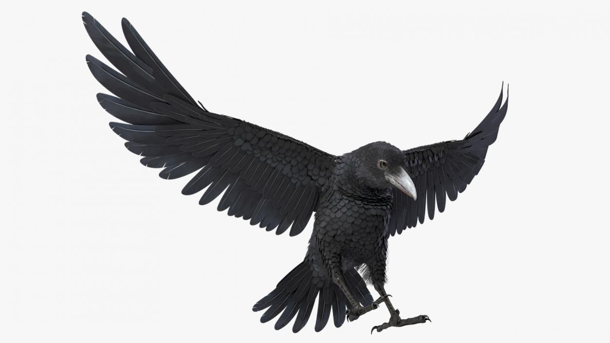 Raven Landing Animated Rigged 3D model