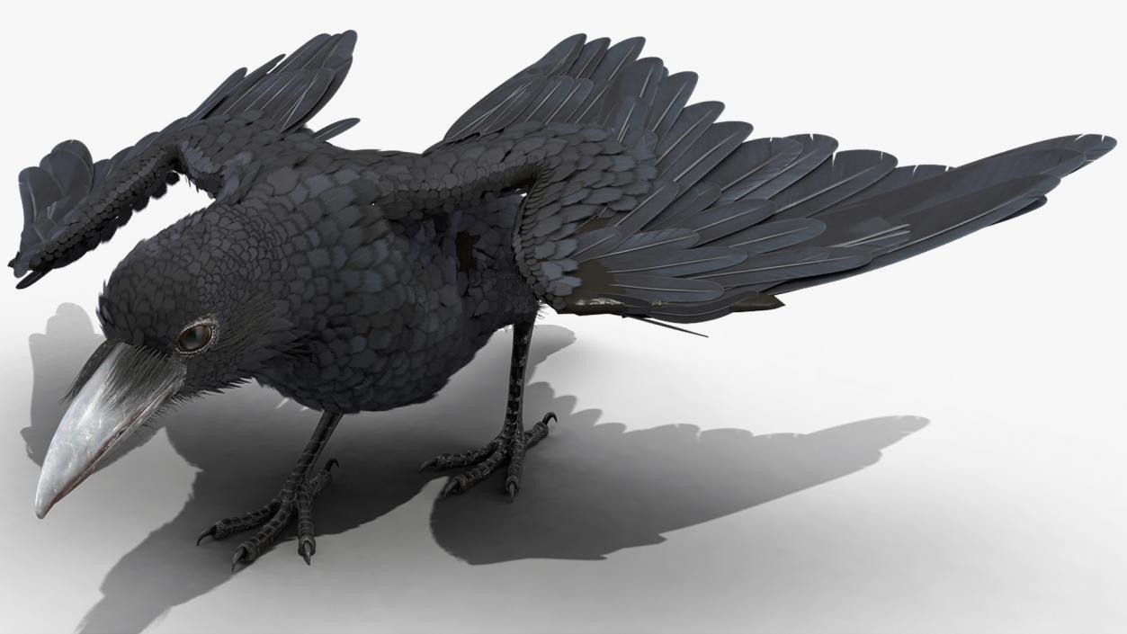 Raven Landing Animated Rigged 3D model