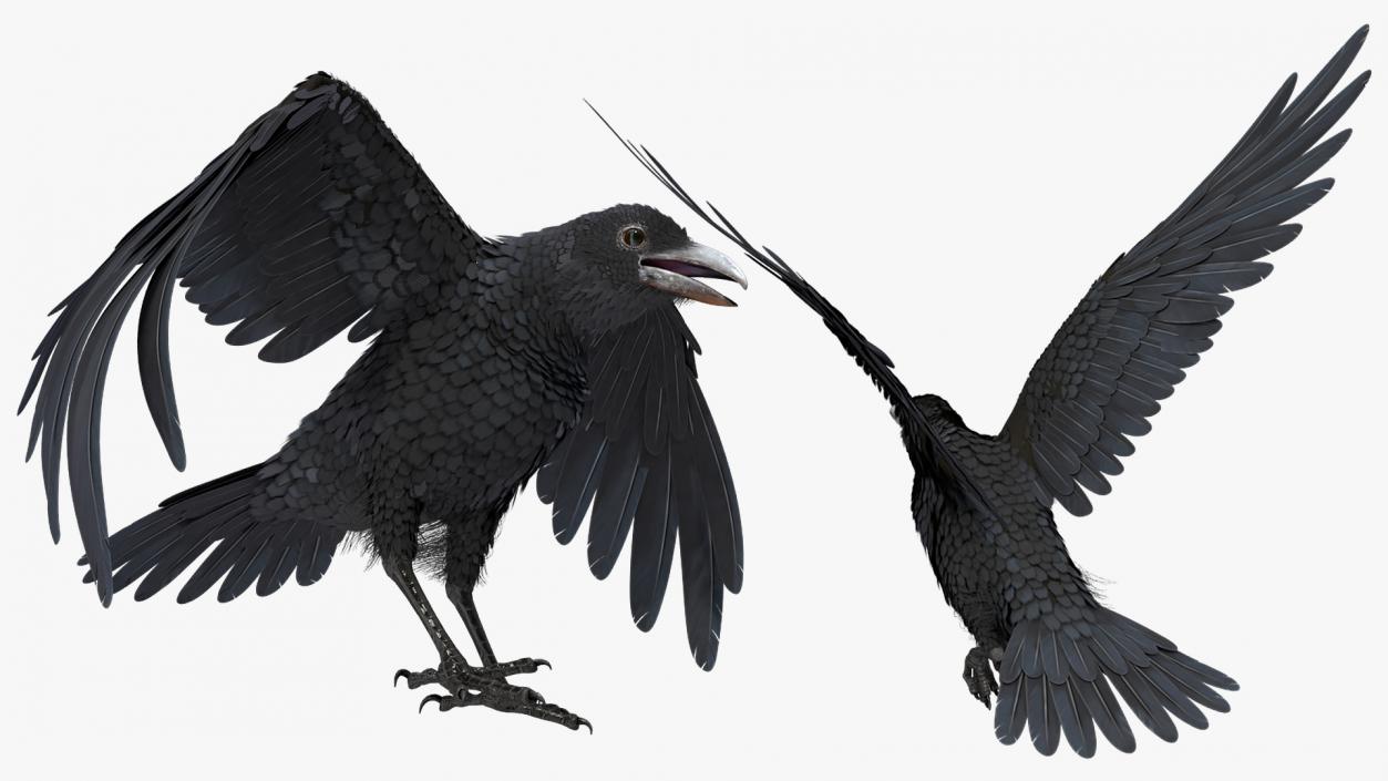 Raven Landing Animated Rigged 3D model