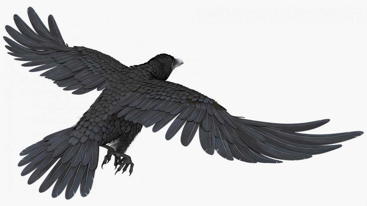 Raven Landing Animated Rigged 3D model