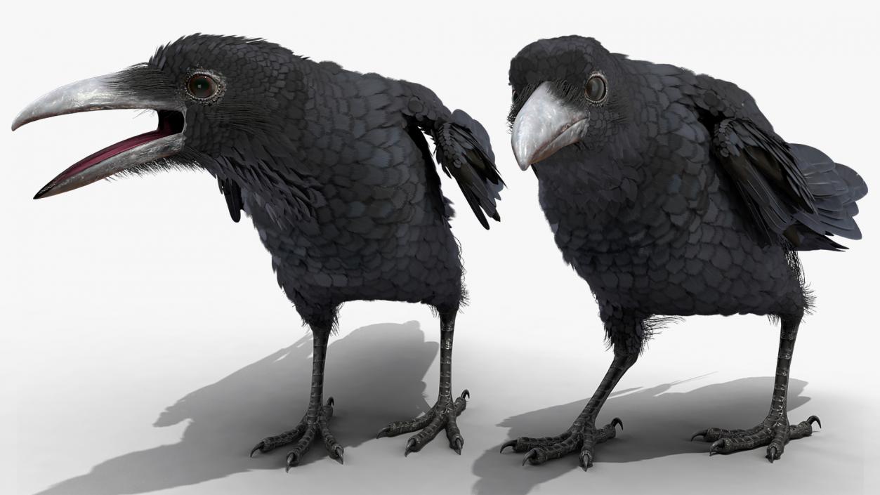 Raven Landing Animated Rigged 3D model